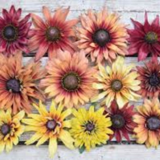 Solhat, h�ret �Sahara�<br><i>Rudbeckia hirta </i>