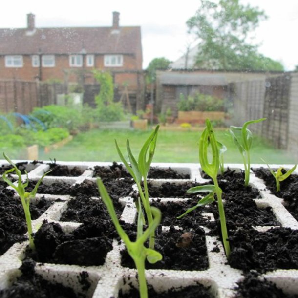 Vandspinat, <br> Entsai <br><i>Ipomoea aquatica</i><br>