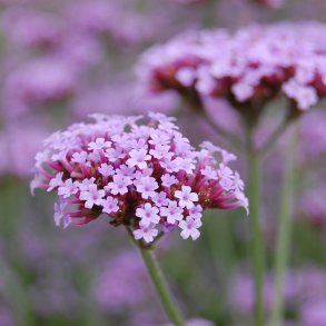 Verbena, <br>Kmpe- <br><i>Verbena bonariensis</i>