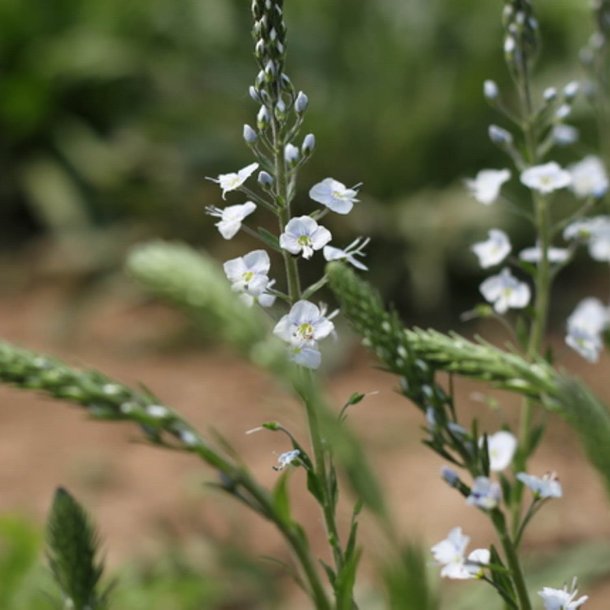 renpris, Porcelns- <br> Ensianbladet <br><i> Veronica Gentianoides</i>
