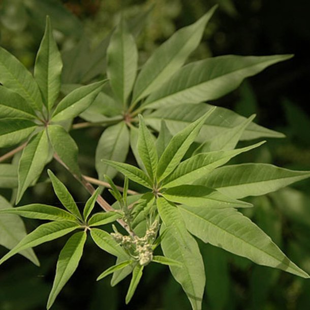 Kyskhedstr, <br>Munkepeber <br><i>Vitex agnus-castus </i>