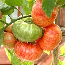 Tomat <br>'Vintage Wine' <br><i>Lycopersicon esculentum</i>