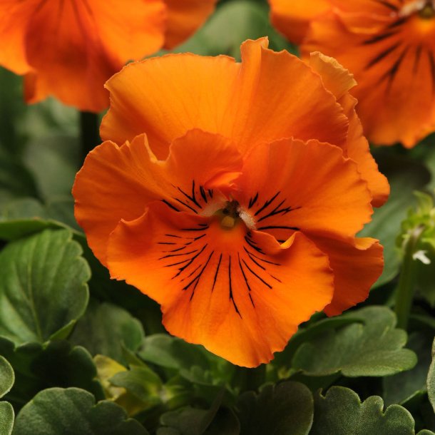 Stedmoder, Have- <br>'Frizzle Sizzle Mix' F1 <br><i>Viola x wittrockiana</i>