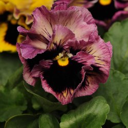 Stedmoder, Have- <br>'Frizzle Sizzle Mix' F1 <br><i>Viola x wittrockiana</i>