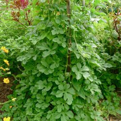 Agurk <br>'West Indian Gherkin'<br><i>Cucumis anguria</i>