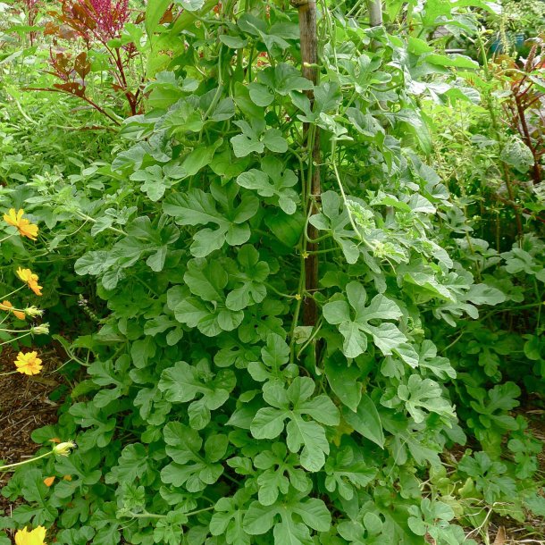 Agurk <br>'West Indian Gherkin'<br><i>Cucumis anguria</i>
