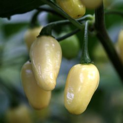 Chili <br>'Habanero White' <br><i>Capsicum chinense</i>