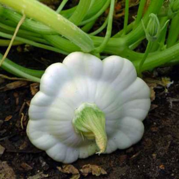 Courgette, squash, zucchini<br>'Custard White'<br><i>Cucurbita pepo</i>