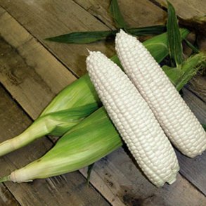 Majs, Sukker- <br>'White Lady' F1 <br><i>Zea mays convar. saccharata</i>