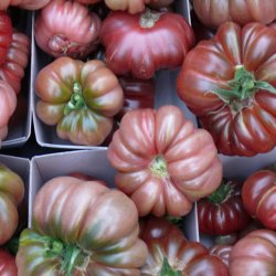 Tomat <br>'Purple Calabash' <br><i>Lycopersicon esculentum</i>