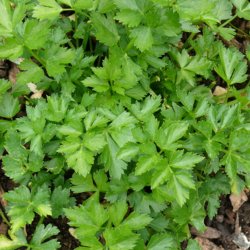 Snitselleri <br><i>Apium graveolens</i><br><br>