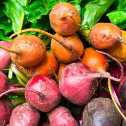 Rdbede <br>'Mix' - Storkb<br><i>Beta vulgaris</i>