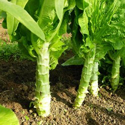 Aspargessalat, celtuce <br><i>Lactuca sativa var. augustana</i>