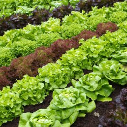 Salat <br>'Mix' <br><i>Lactuca sativa</i>