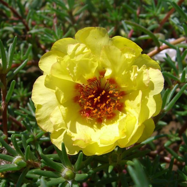 Portulakrose, <br>solportulak <br> 'Happy Trails Primrose' <br><i>Portulaca grandiflora</i>