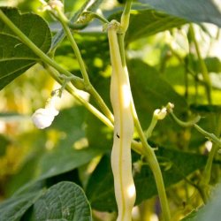 Bnne, Voks- <br>'Dior'<br><i>Phaseolus vulgaris</i>