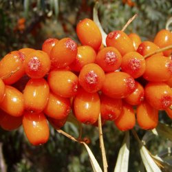 Havtorn <br><i>Hippopha rhamnoides</i><br><br>
