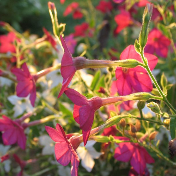 Tobak, Purpur- <br>'Perfume Bright Rose' F1 <br><i>Nicotiana x sanderae</i>