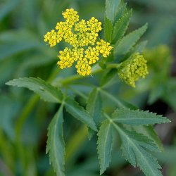 Zizia <br><i>Zizia aurea</i><br><br>