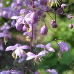Violfr�stjerne, <br>violet <br><i>Thalictrum delavayi</i>